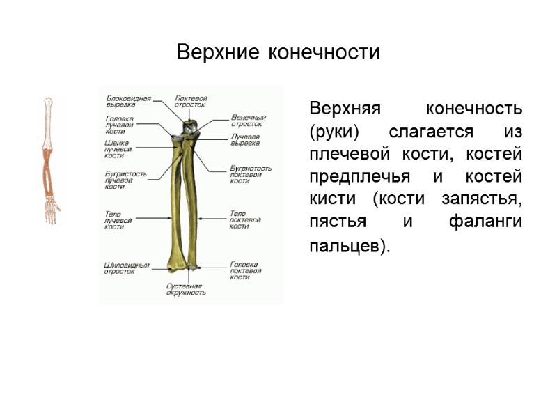 Верхние конечности  Верхняя конечность (руки) слагается из плечевой кости, костей предплечья и костей